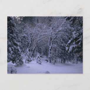 Winter Wonderland Post Card Briefkaart