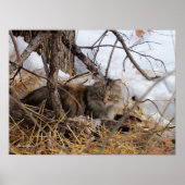 Winter Woodland Feral Cat Print (Voorkant)