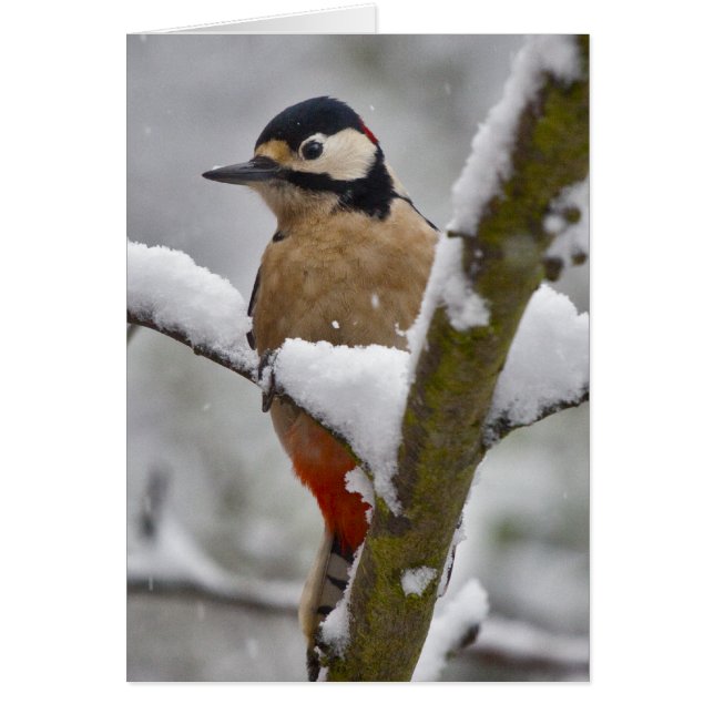 Winter Woodpecker Card (Voorkant)
