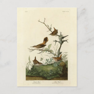 Winter Wren, Rock Wren, Audubon's Birds of America Briefkaart