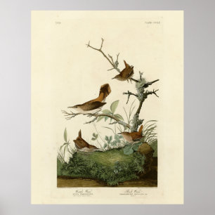 Winter Wren, Rock Wren, Audubon's Birds of America Poster