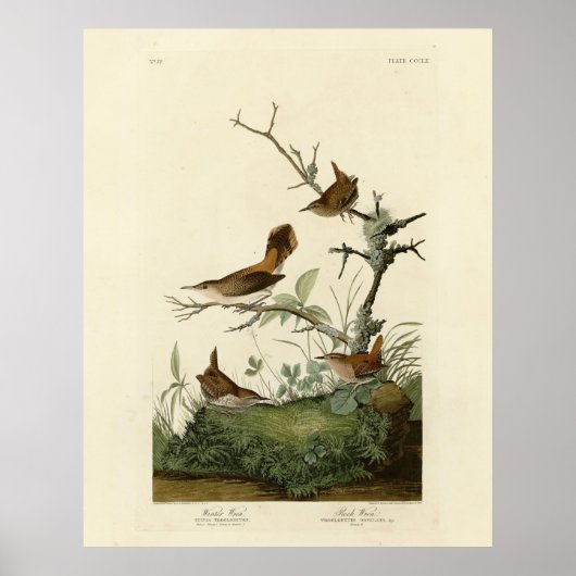 Winter Wren, Rock Wren, Audubon's Birds of America Poster (Voorkant)