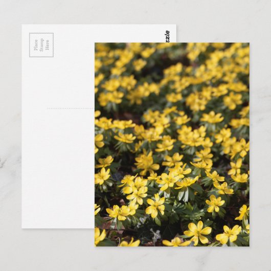 Winteraconiet (Eranthis hyemalis) Briefkaart (Voorkant / Achterkant)