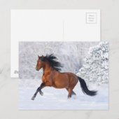 Winterbaai Briefkaart (Voorkant / Achterkant)