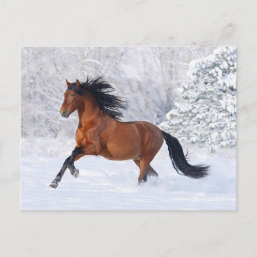 Winterbaai Briefkaart (Voorkant)