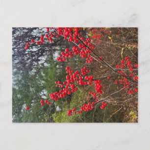 Winterberry Briefkaart