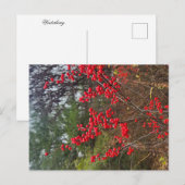 Winterberry Briefkaart (Voorkant / Achterkant)