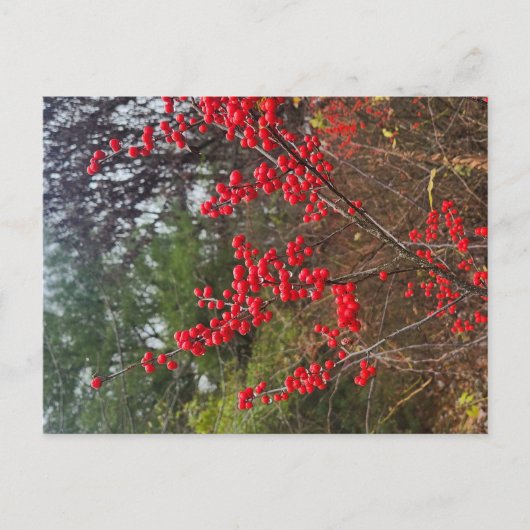 Winterberry Briefkaart (Voorkant)