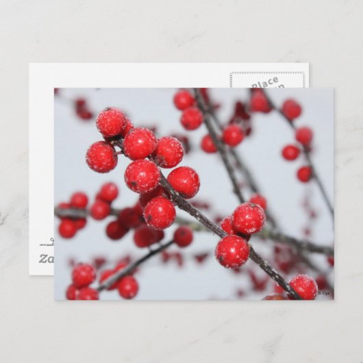 Winterberry Briefkaart (Voorkant / Achterkant)