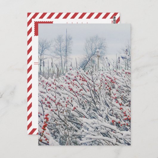 winterbessen en kattails briefkaart (Voorkant / Achterkant)