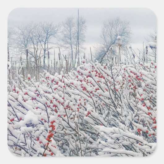 winterbessen en kattails vierkante sticker (Voorkant)