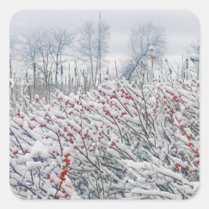 winterbessen en kattails vierkante sticker