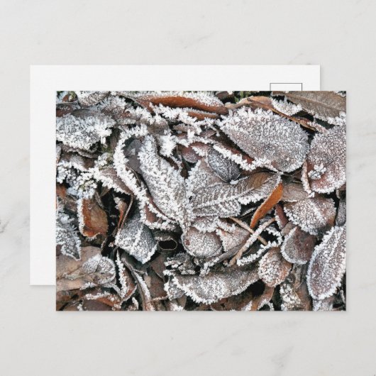 WINTERBLADEREN BRIEFKAART (Voorkant / Achterkant)