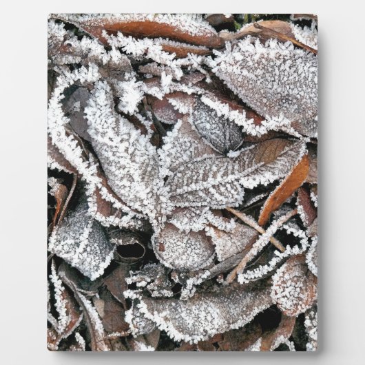 WINTERBLADEREN FOTOPLAAT (Voorkant)