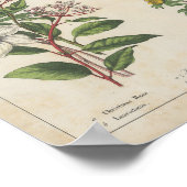 Winterbloemen | Charlotte Mary Yonge Poster (Hoek)