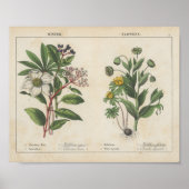 Winterbloemen | Charlotte Mary Yonge Poster (Voorkant)