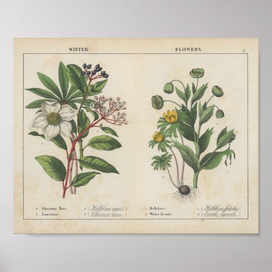 Winterbloemen | Charlotte Mary Yonge Poster (Voorkant)