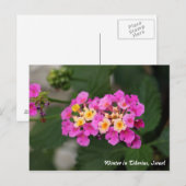 Winterbloemen in Tiberias, Briefkaart Israël (Voorkant / Achterkant)