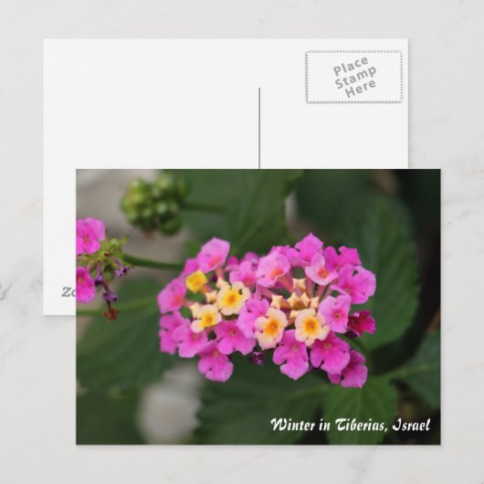 Winterbloemen in Tiberias, Briefkaart Israël (Voorkant / Achterkant)