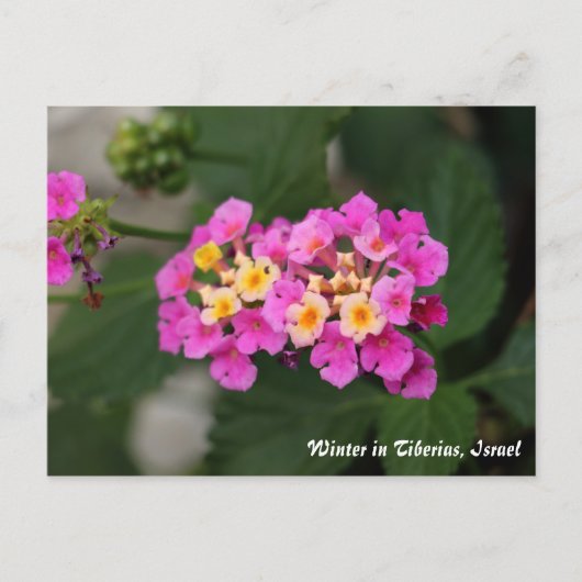 Winterbloemen in Tiberias, Briefkaart Israël (Voorkant)