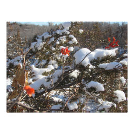 "Winterbloesems" Foto Afdruk