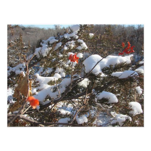 "Winterbloesems" Foto Afdruk (Voorkant)