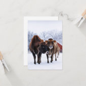 Winterboerderij twee bruine koe in de sneeuwgroet kaart (Voorkant / Achterkant in situ)