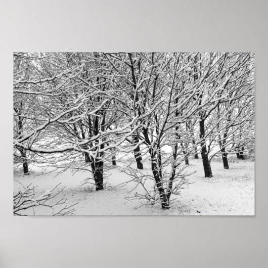 Winterbomen 16x11 poster (Voorkant)