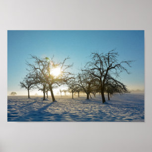 Winterbomen bij zonsopgang poster
