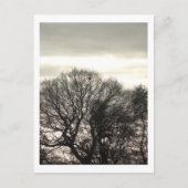 Winterbomen: Cheshire Briefkaart (Voorkant)