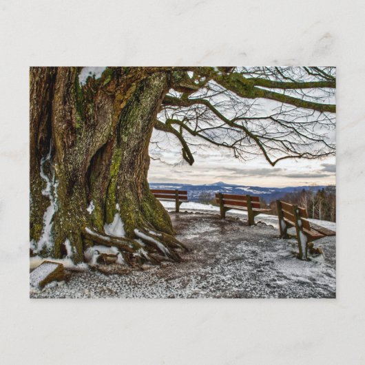 Winterbomen en -banken briefkaart (Voorkant)