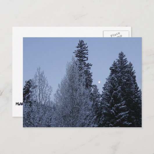 Winterbomen in het landschap van Dawn Montana Briefkaart (Voorkant / Achterkant)