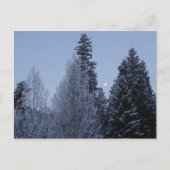 Winterbomen in het landschap van Dawn Montana Briefkaart (Voorkant)