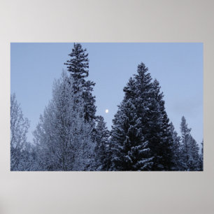 Winterbomen in het landschap van Dawn Montana Poster