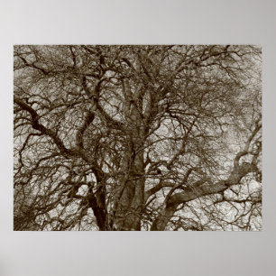Winterbomen in het vroege voorjaar - Sepia Poster