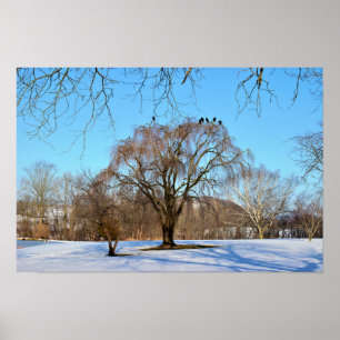 Winterbomen met vogels poster