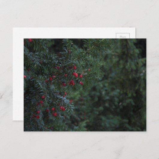 Winterboom Briefkaart (Voorkant / Achterkant)