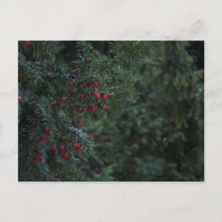 Winterboom Briefkaart