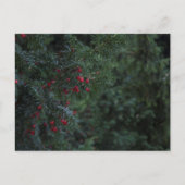 Winterboom Briefkaart (Voorkant)