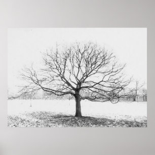 Winterboom Poster