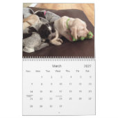 Winterborn Spinone ~ Revised ~ Puppy Calendar Med. Kalender (Mar 2027)