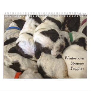 Winterborn Spinone ~ Revised ~ Puppy Calendar Med. Kalender