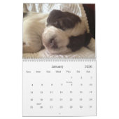 Winterborn Spinone ~ Revised ~ Puppy Calendar Med. Kalender (Jan 2026)
