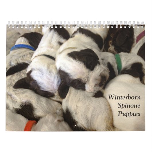 Winterborn Spinone ~ Revised ~ Puppy Calendar Med. Kalender (Hoes)