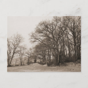 Winterbos Briefkaart