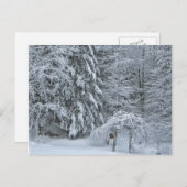Winterbos met sneeuw bedekte landschapsfotografie briefkaart (Voorkant / Achterkant)