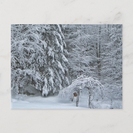 Winterbos met sneeuw bedekte landschapsfotografie briefkaart (Voorkant)