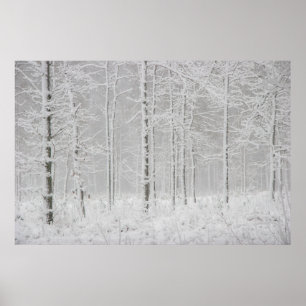Winterboslandschap met sneeuwwinterbomen poster