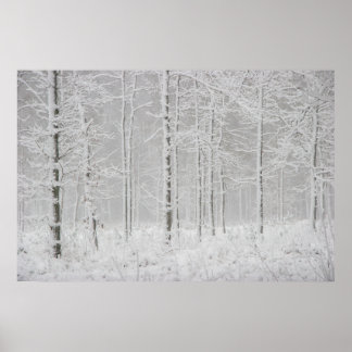Winterboslandschap met sneeuwwinterbomen poster