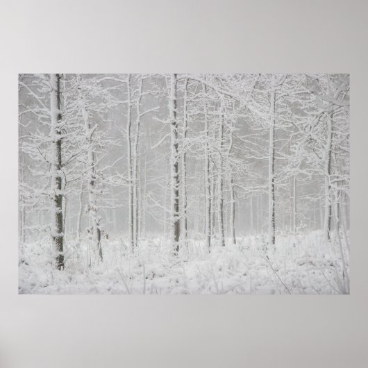 Winterboslandschap met sneeuwwinterbomen poster (Voorkant)